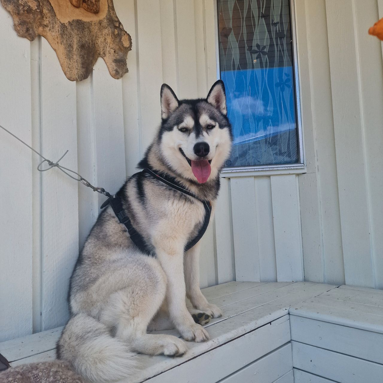 Siberian husky