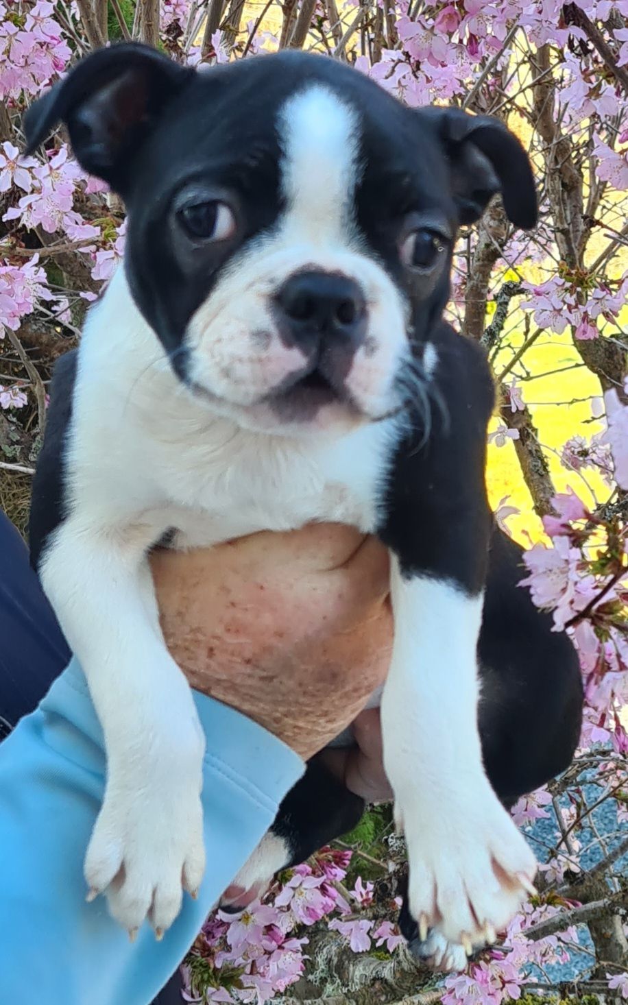 Boston terrier