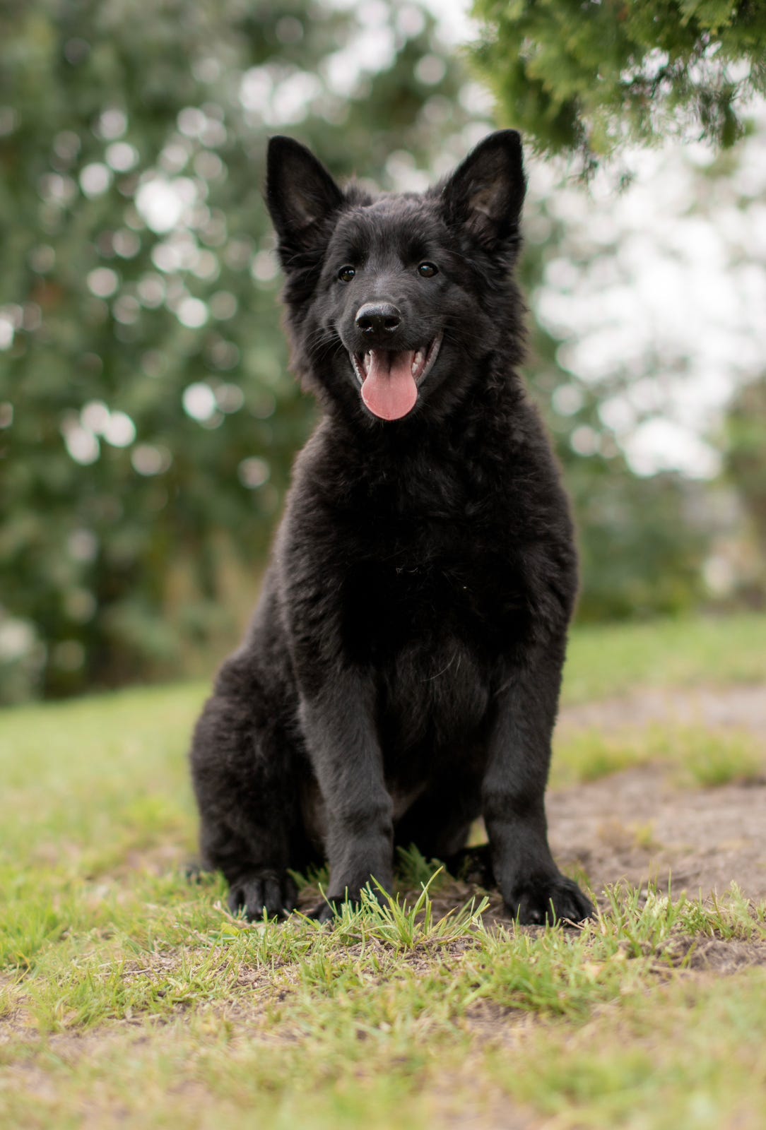 Belgisk fårehund, groenendael