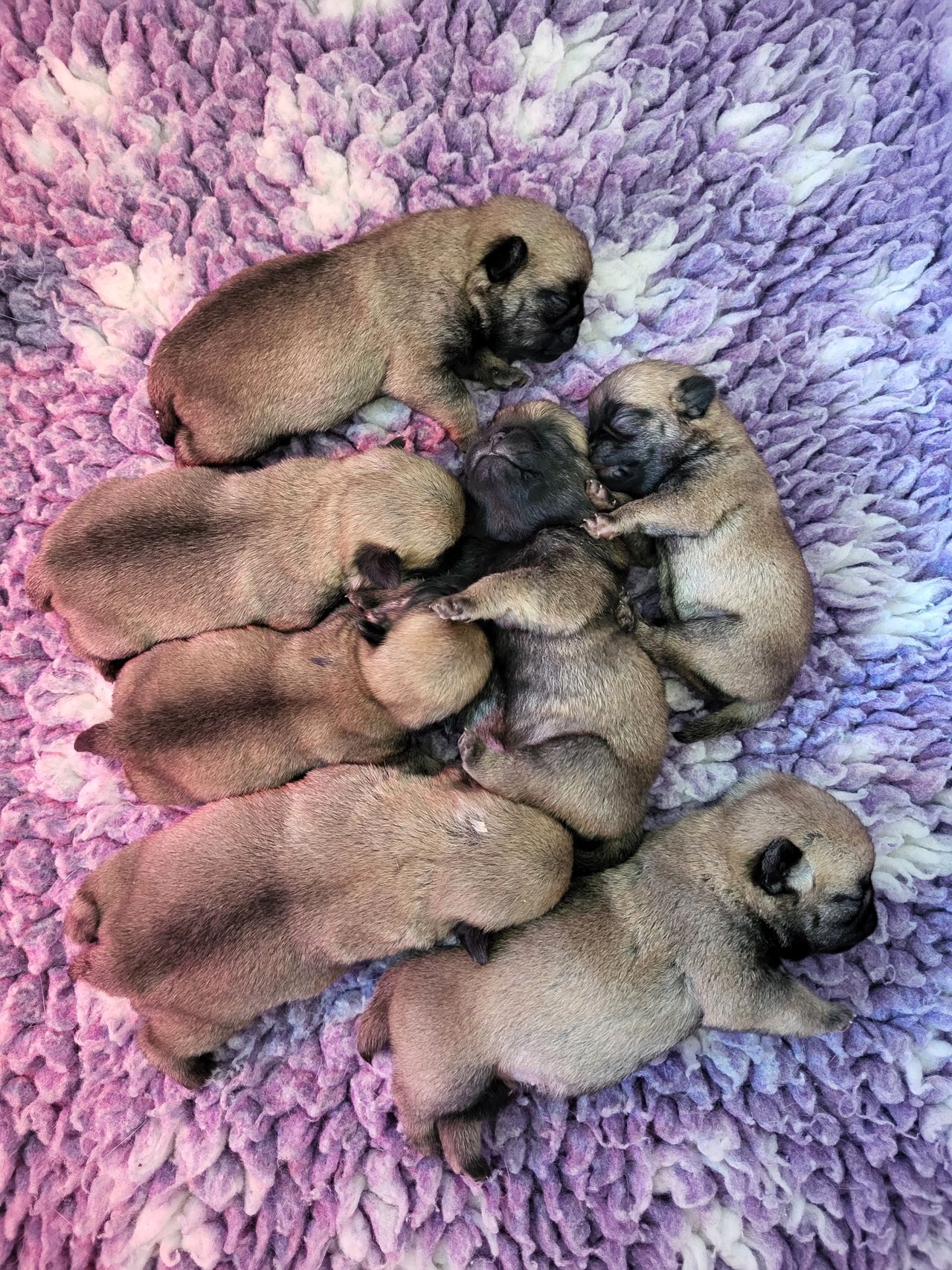 Mops