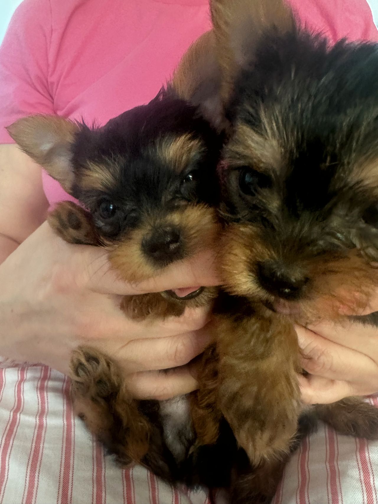 Yorkshire terrier