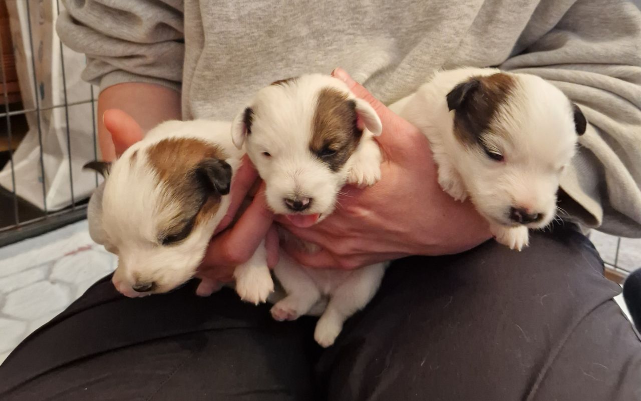 Jack russell terrier