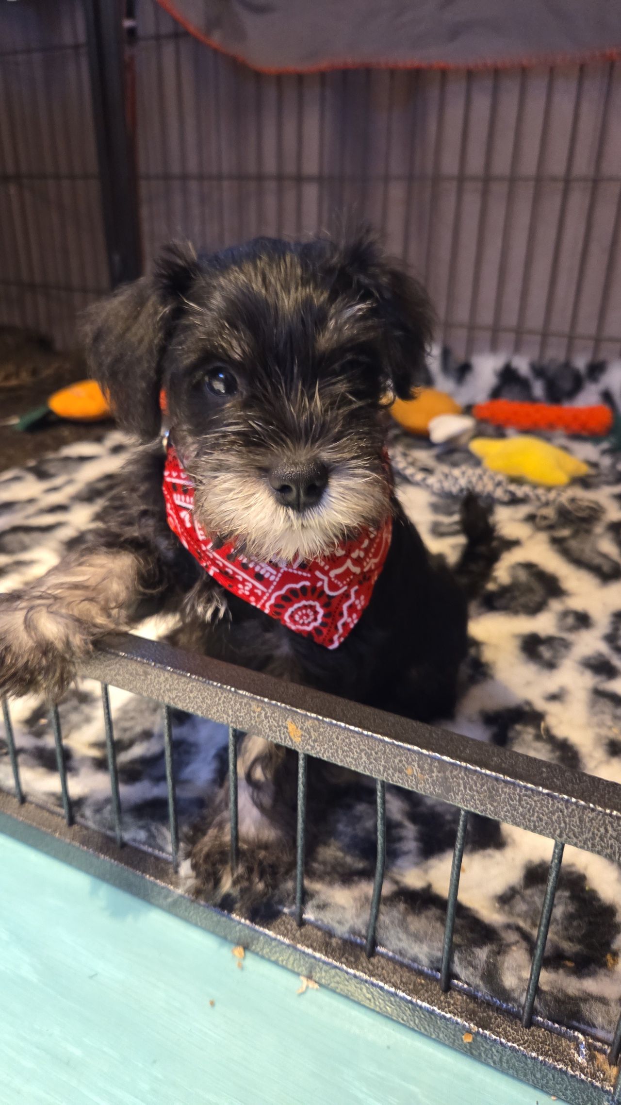 Dvergschnauzer sort/silver