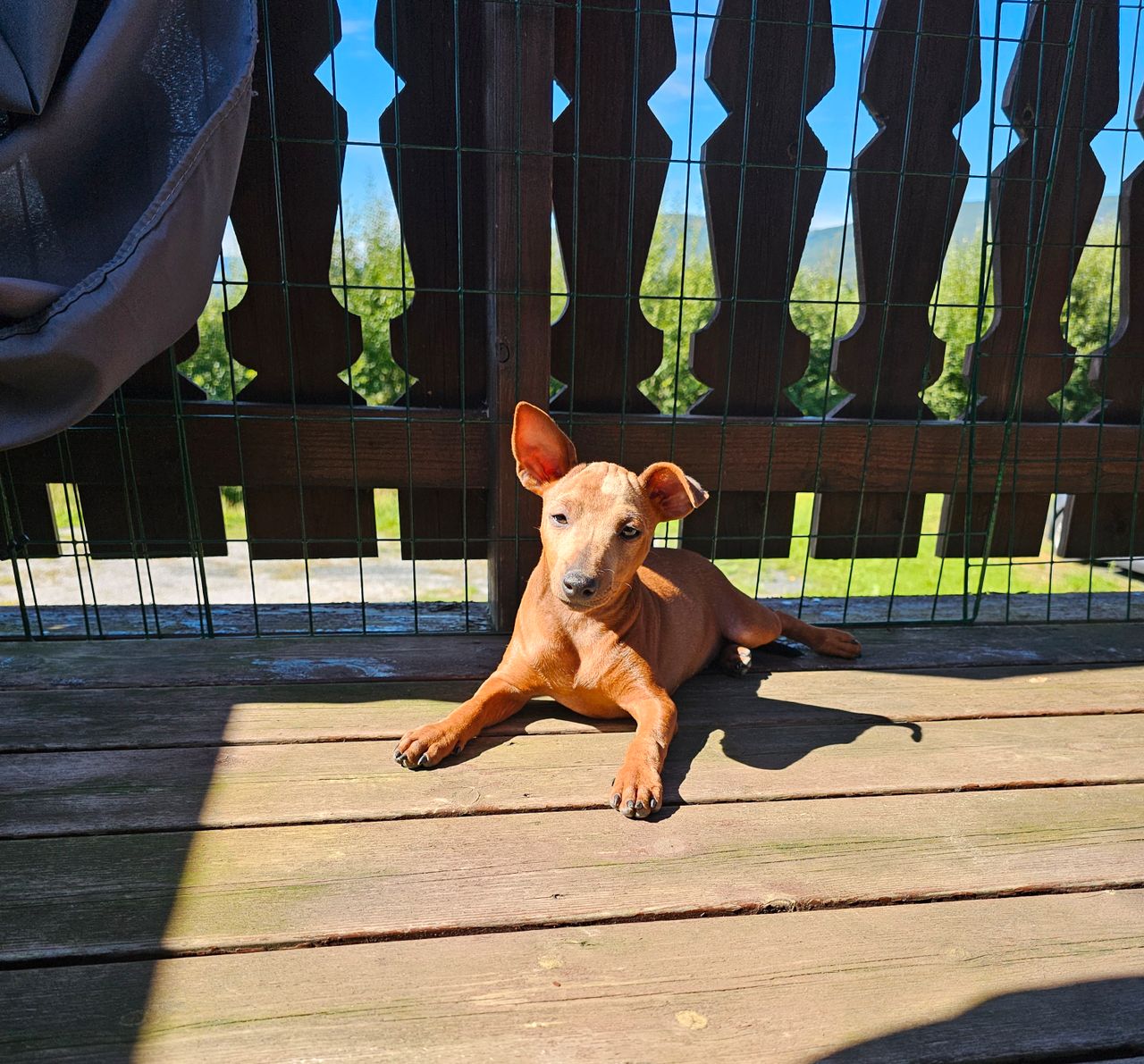 Dvergpinscher