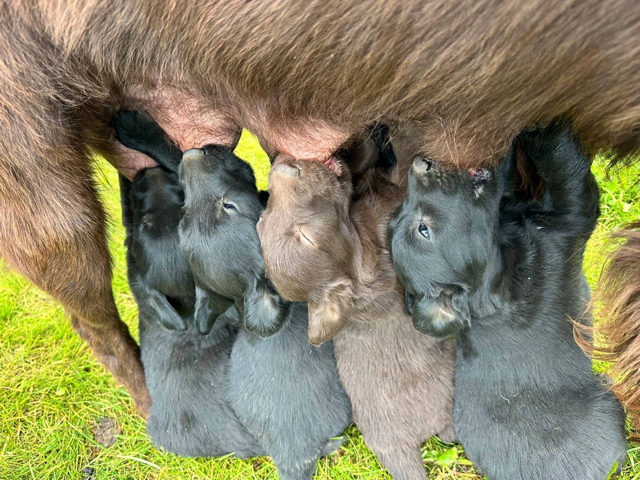 Flat coated retriever