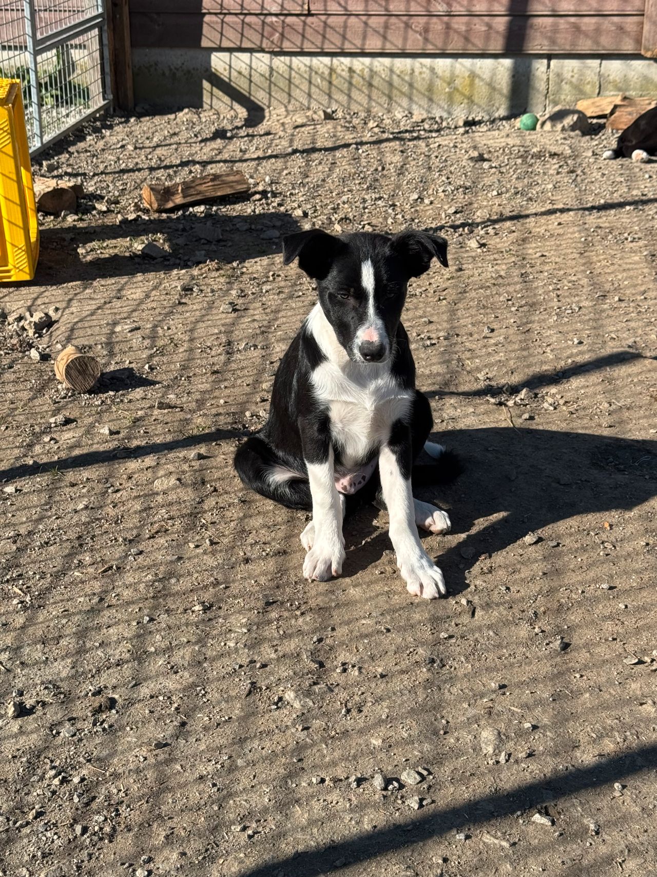 Border collie