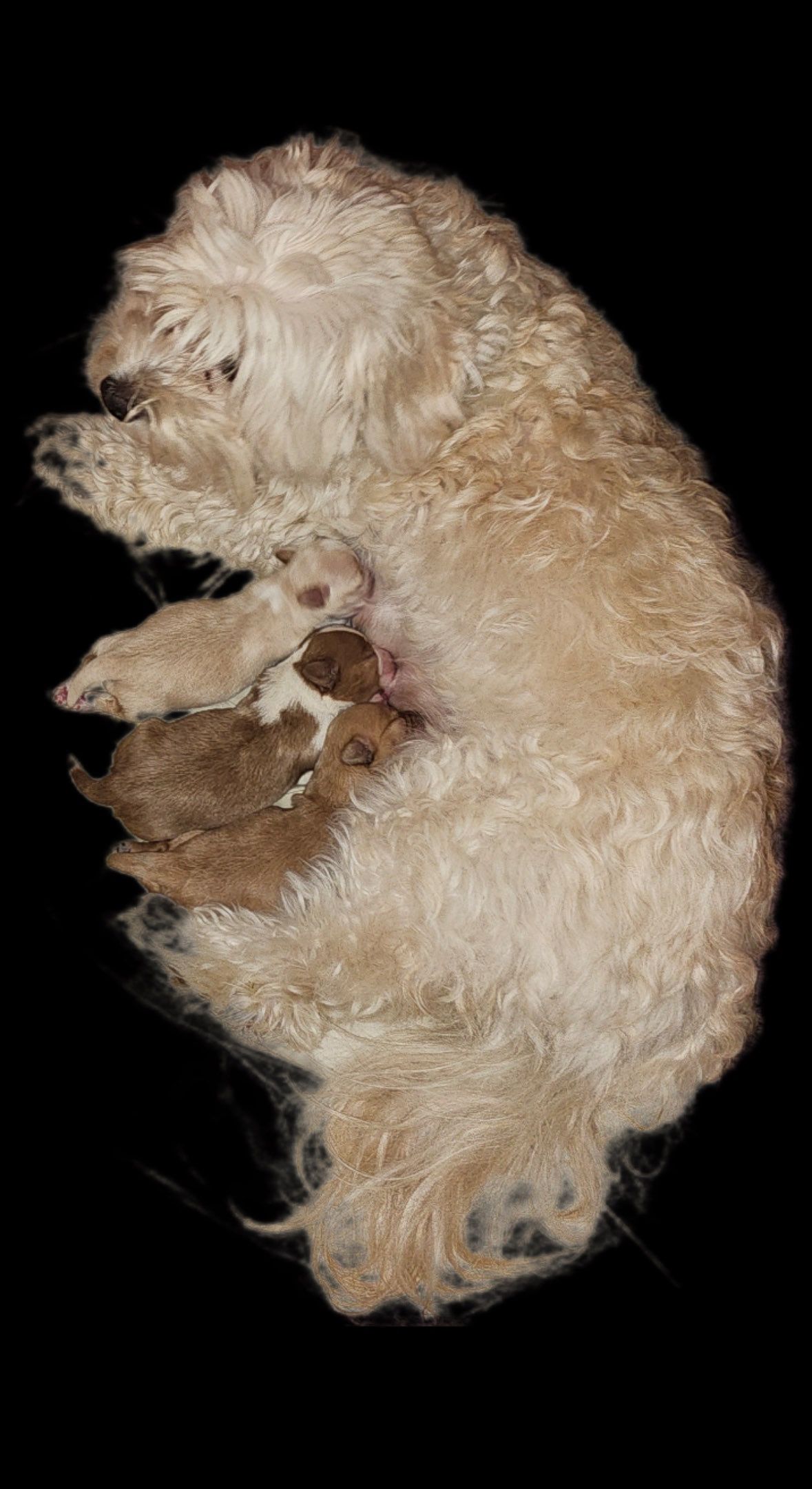 Bichon havanais