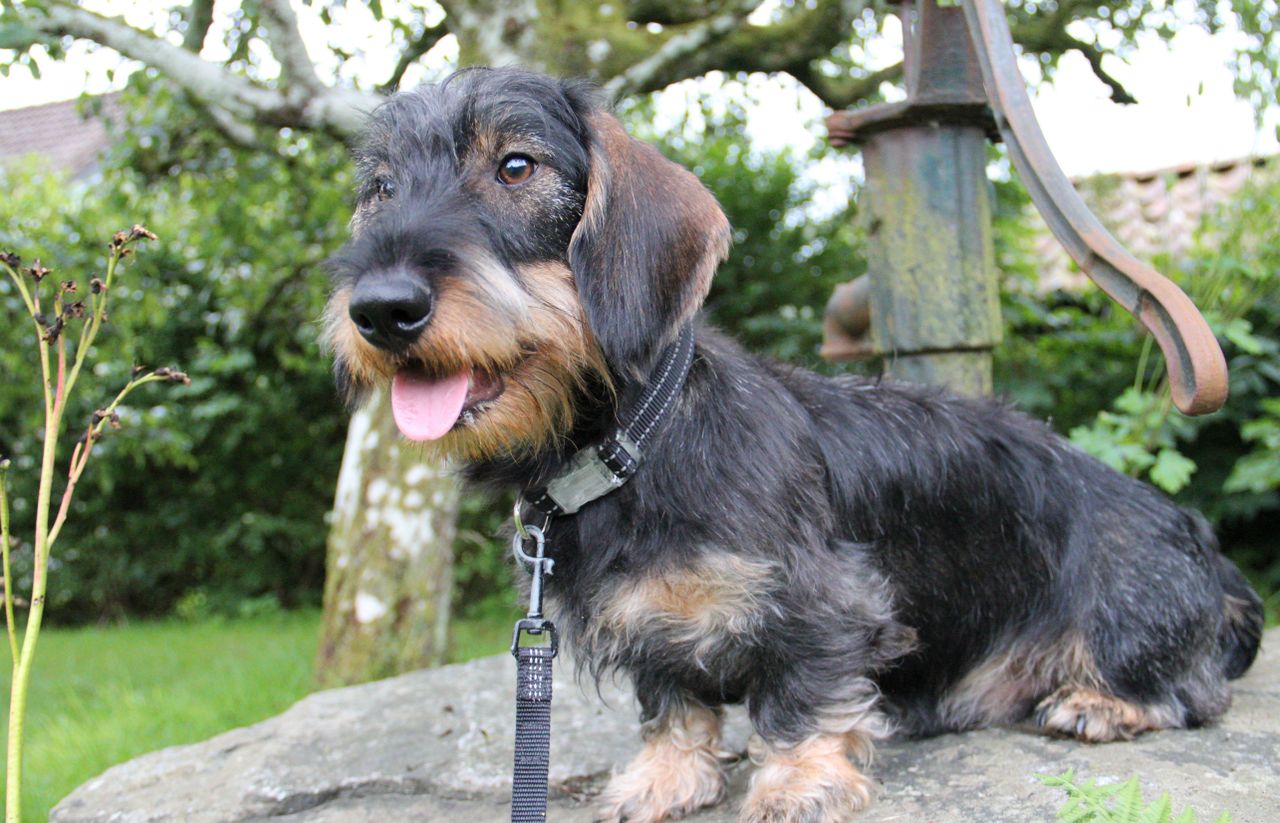 Dachshund strihåret