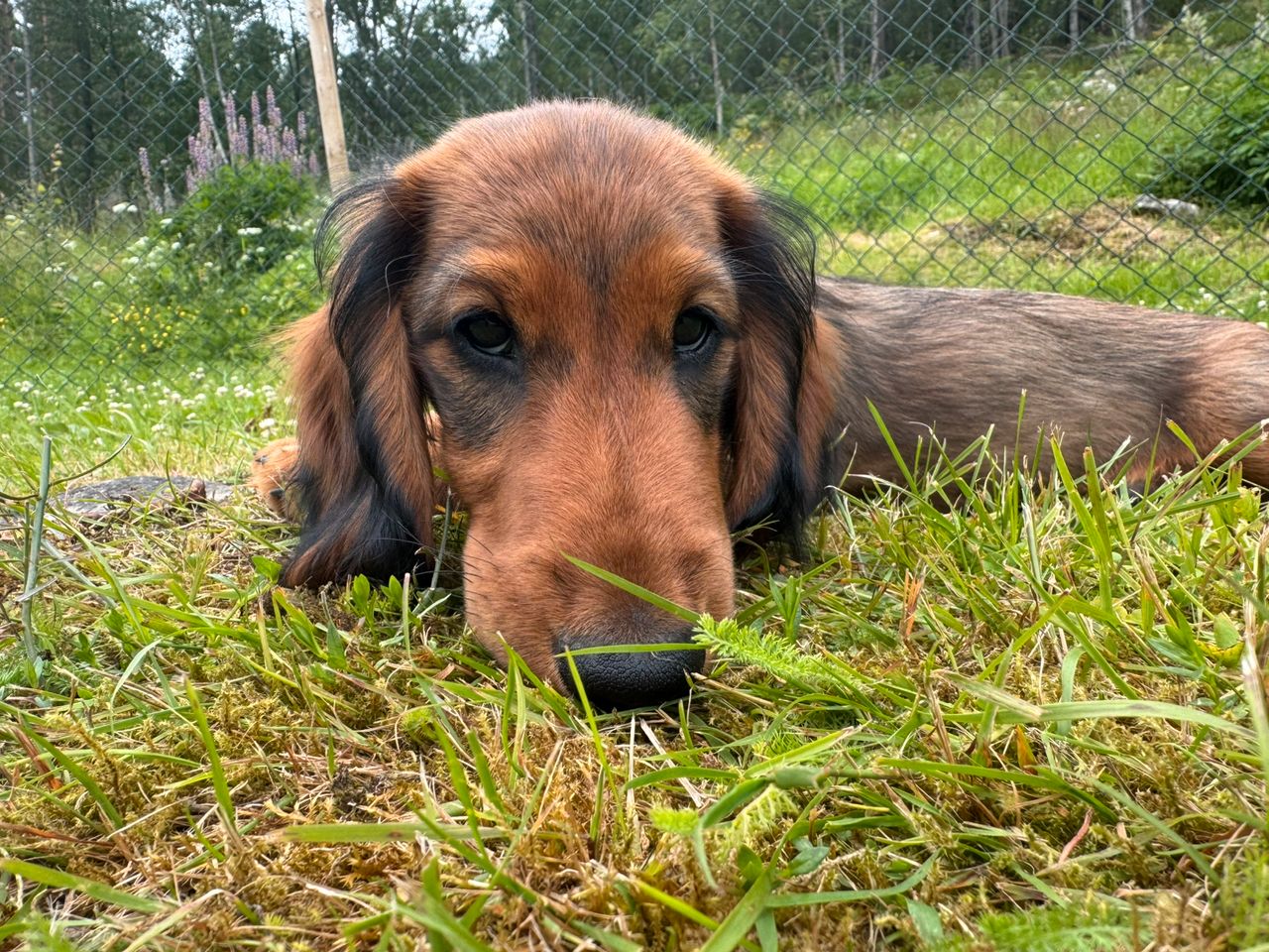 Dachshund langhåret