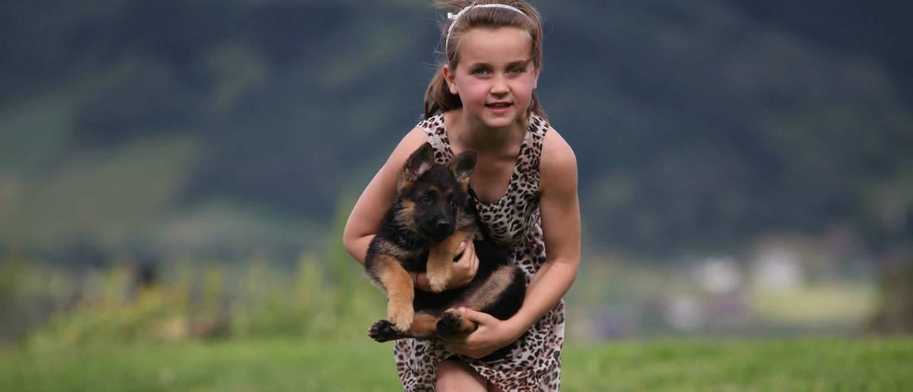 Schäferhund normalhår