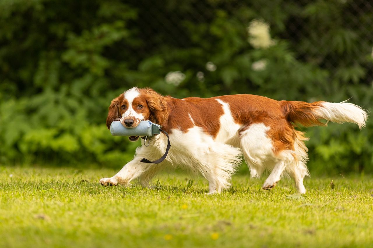 Welsh springer spaniel