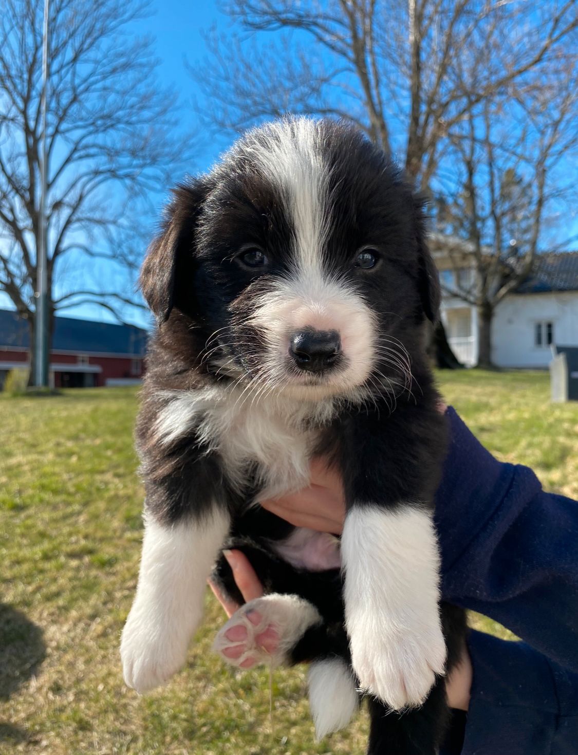 Border collie
