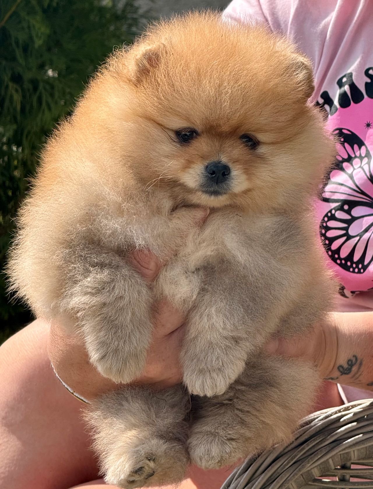 Pomeranian