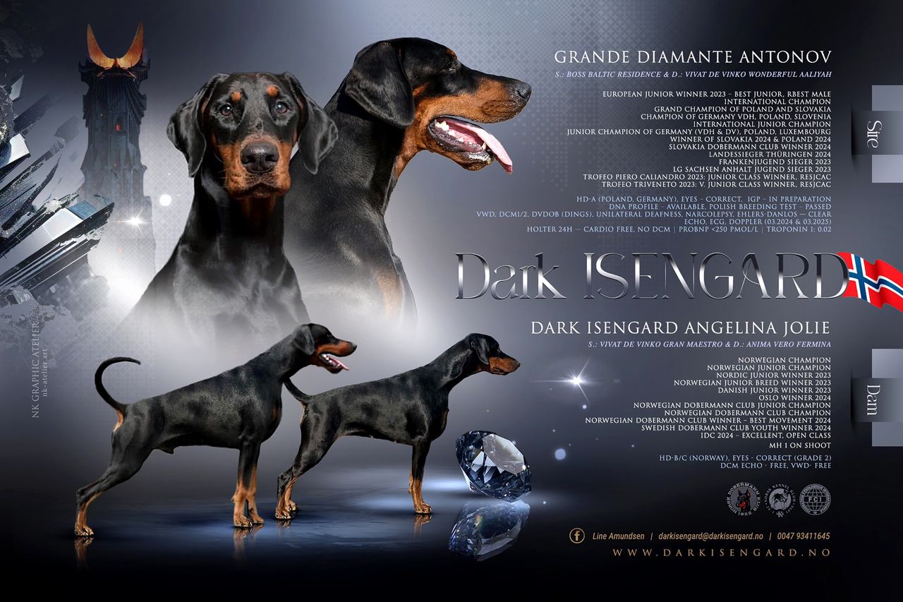 Dobermann