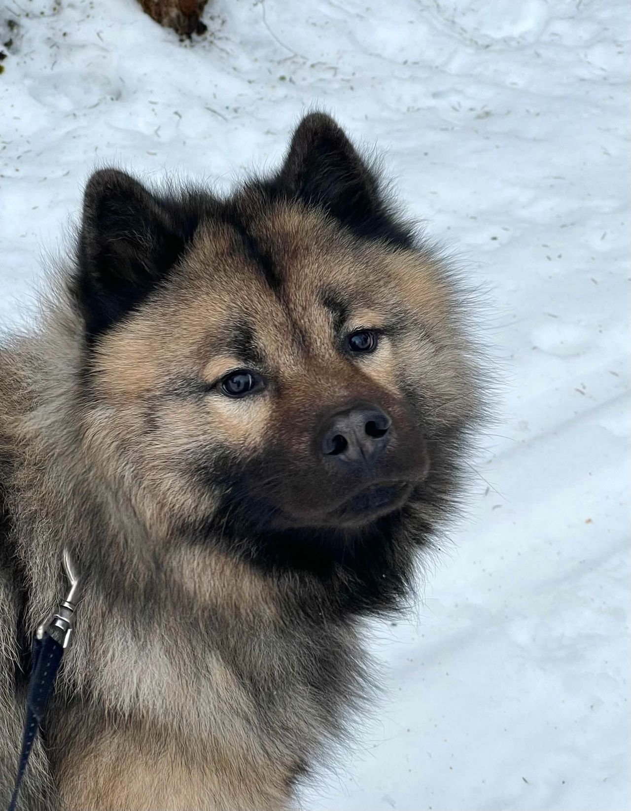 Eurasier