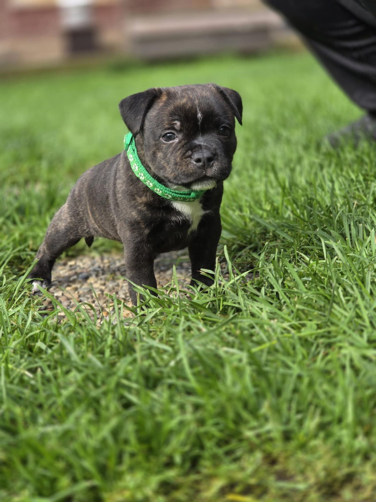 Staffordshire bull terrier
