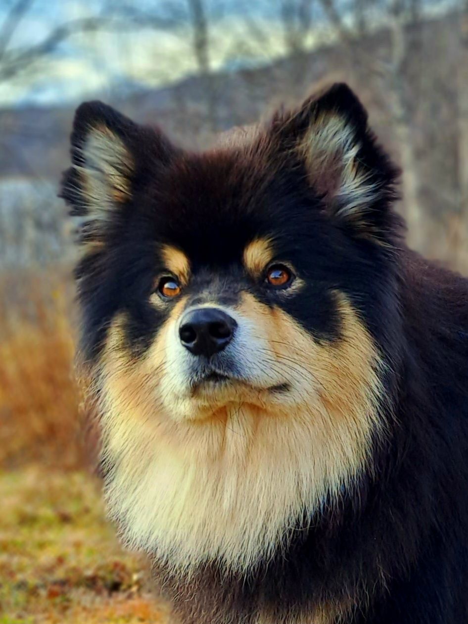 Finsk lapphund