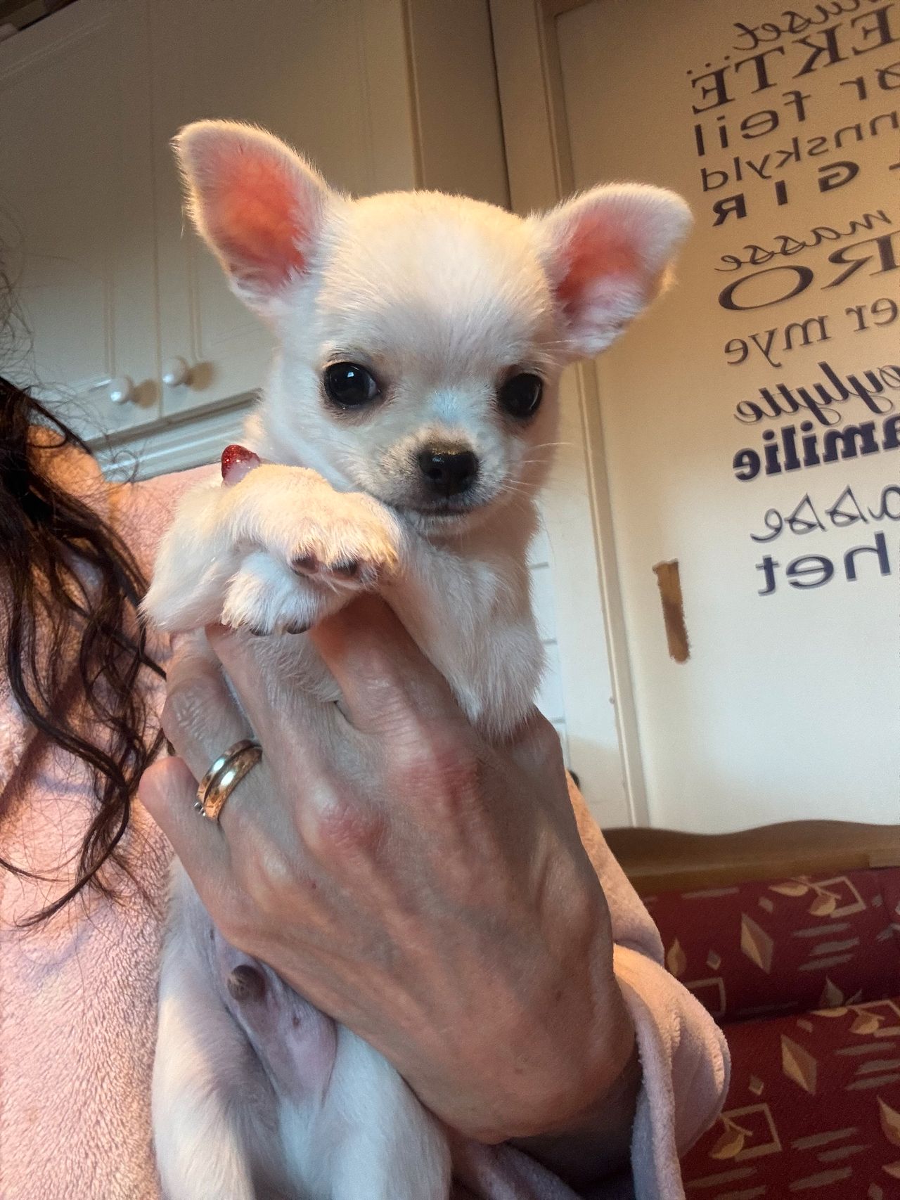 Chihuahua korthåret