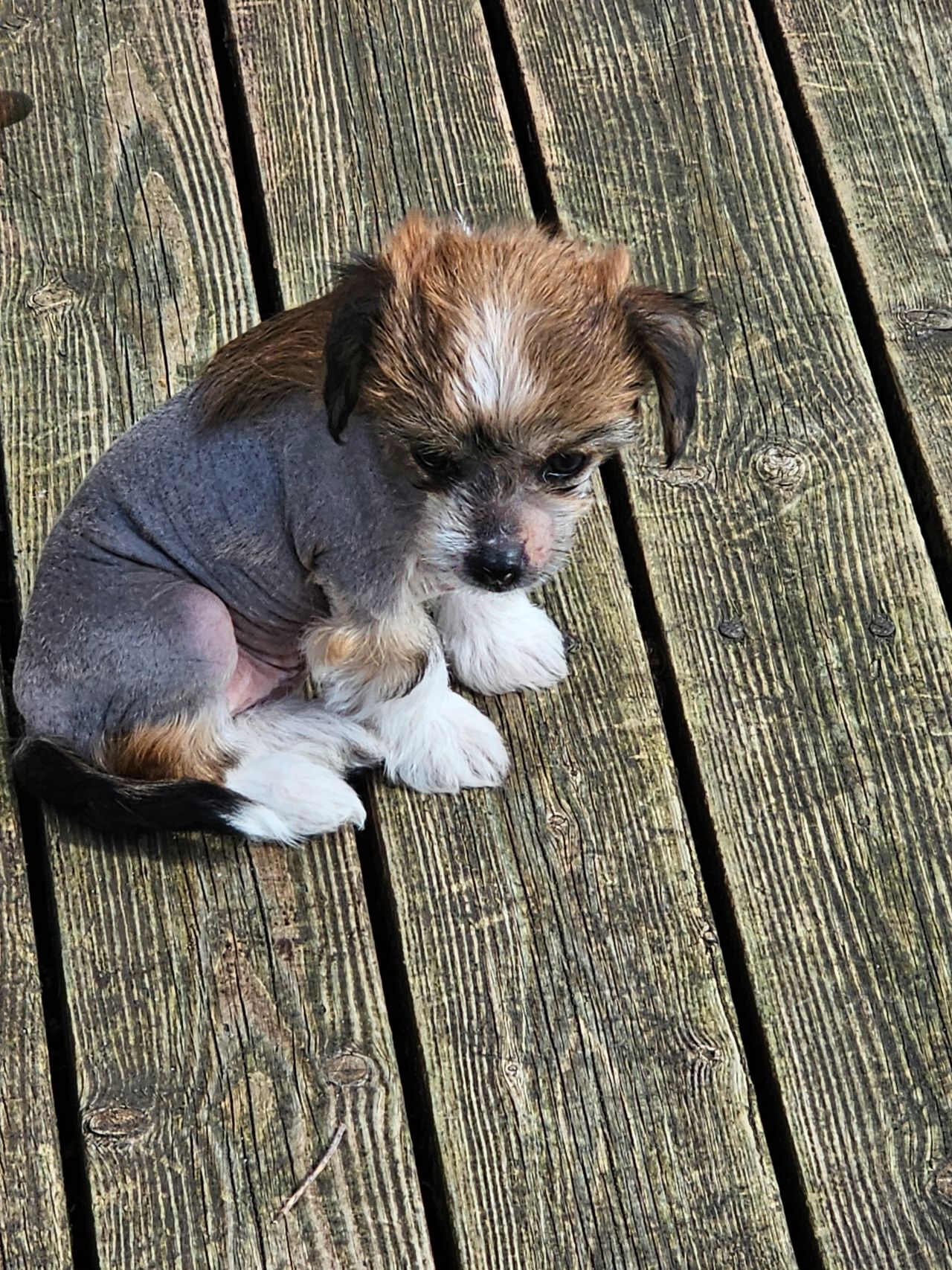 Chinese crested powderpuff