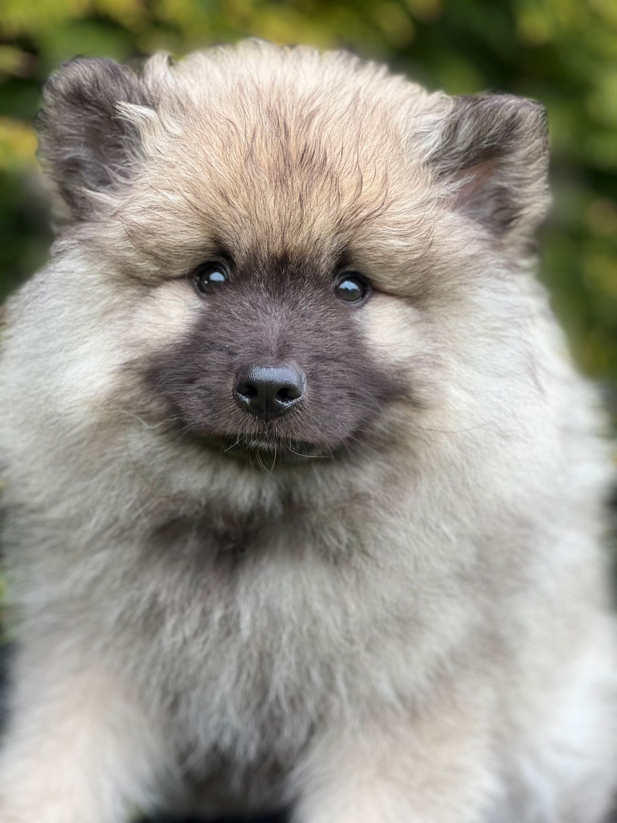Keeshond