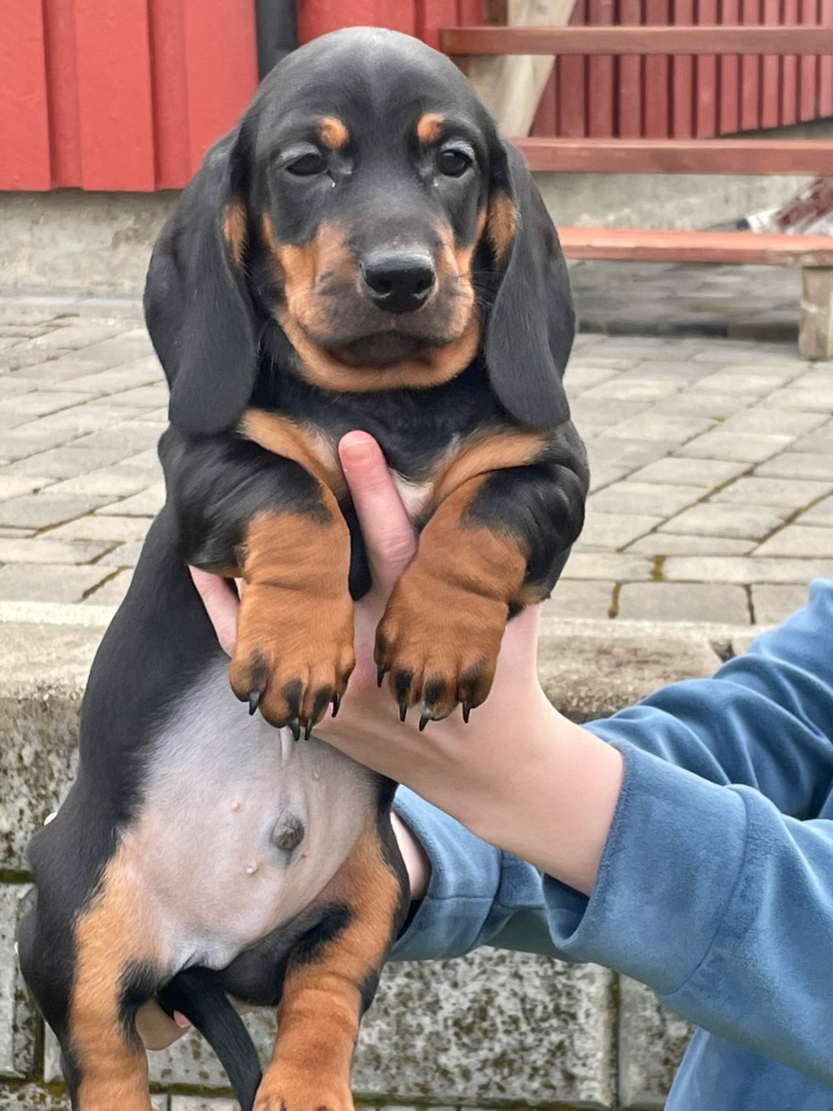 Dachshund korthåret