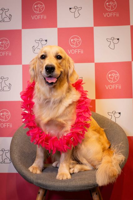 Golden retriever