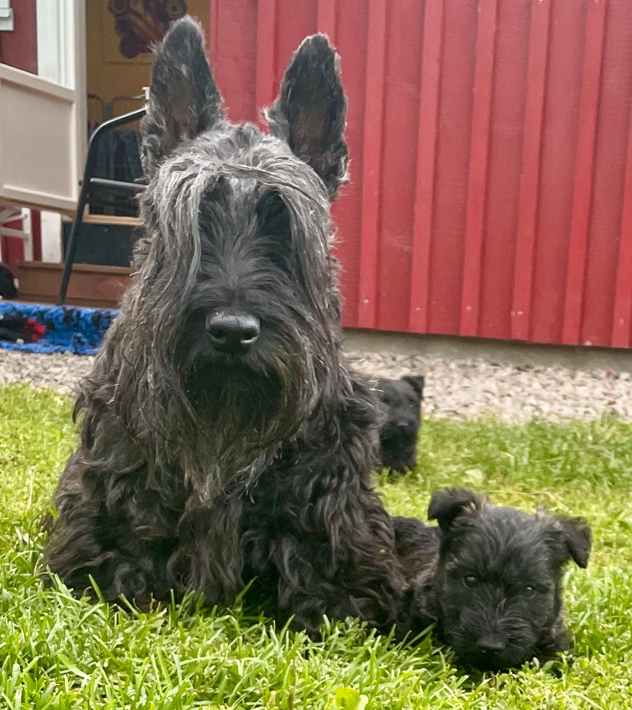 Skotsk terrier