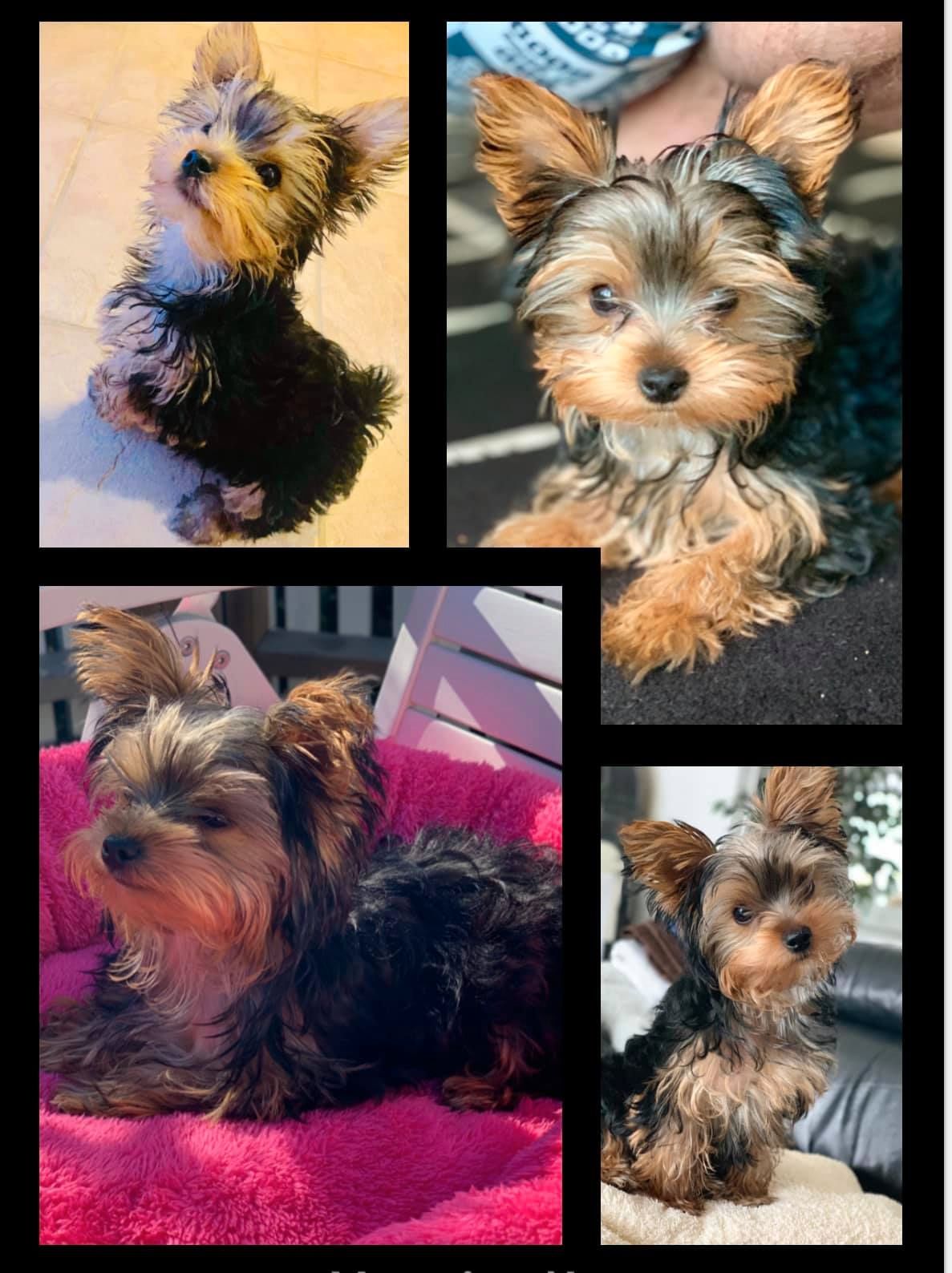Yorkshire terrier