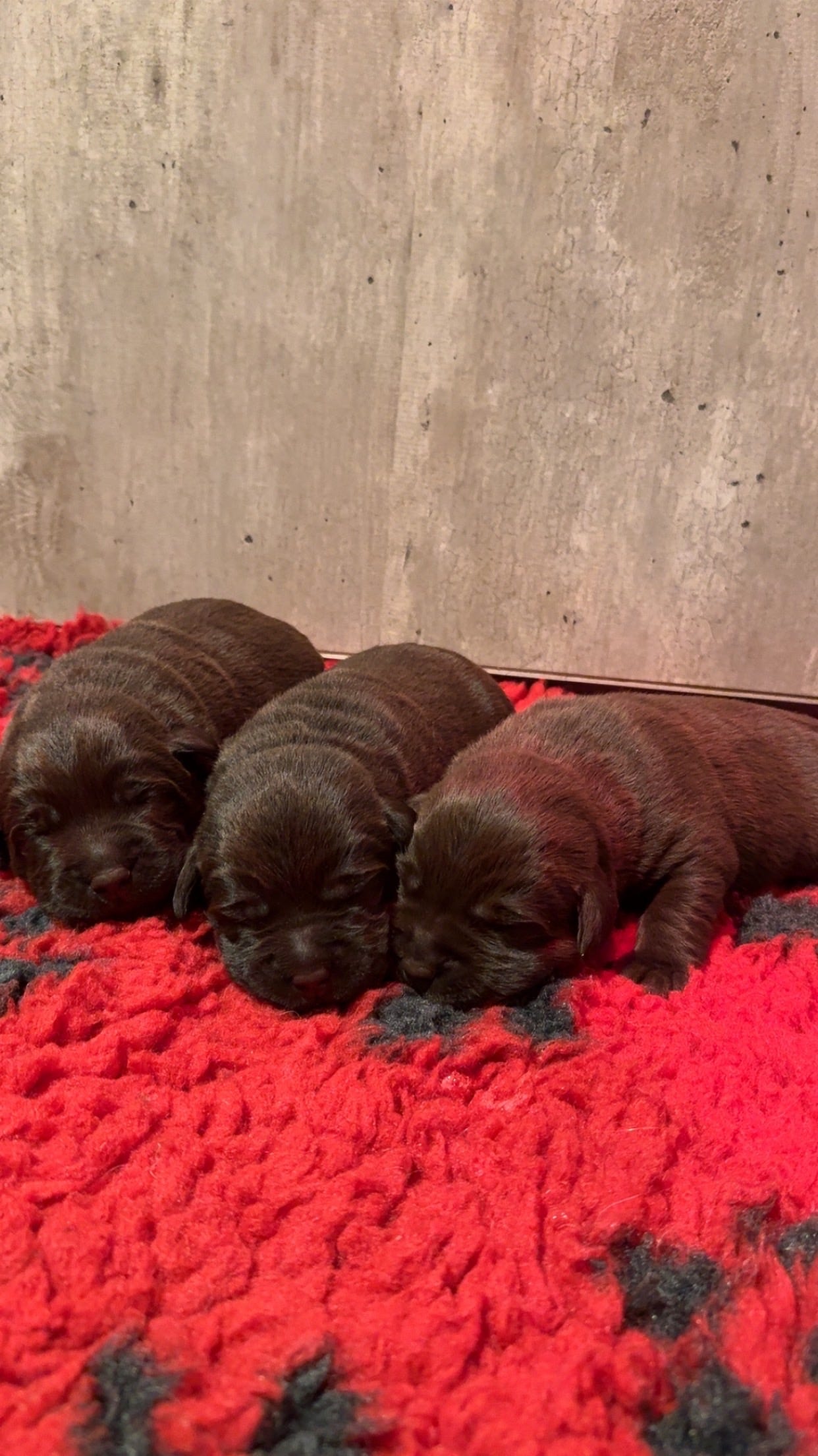 Labrador retriever
