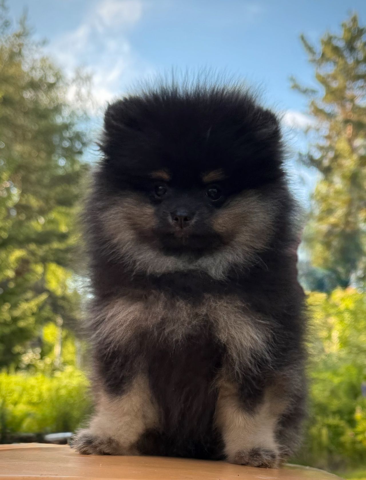 Pomeranian