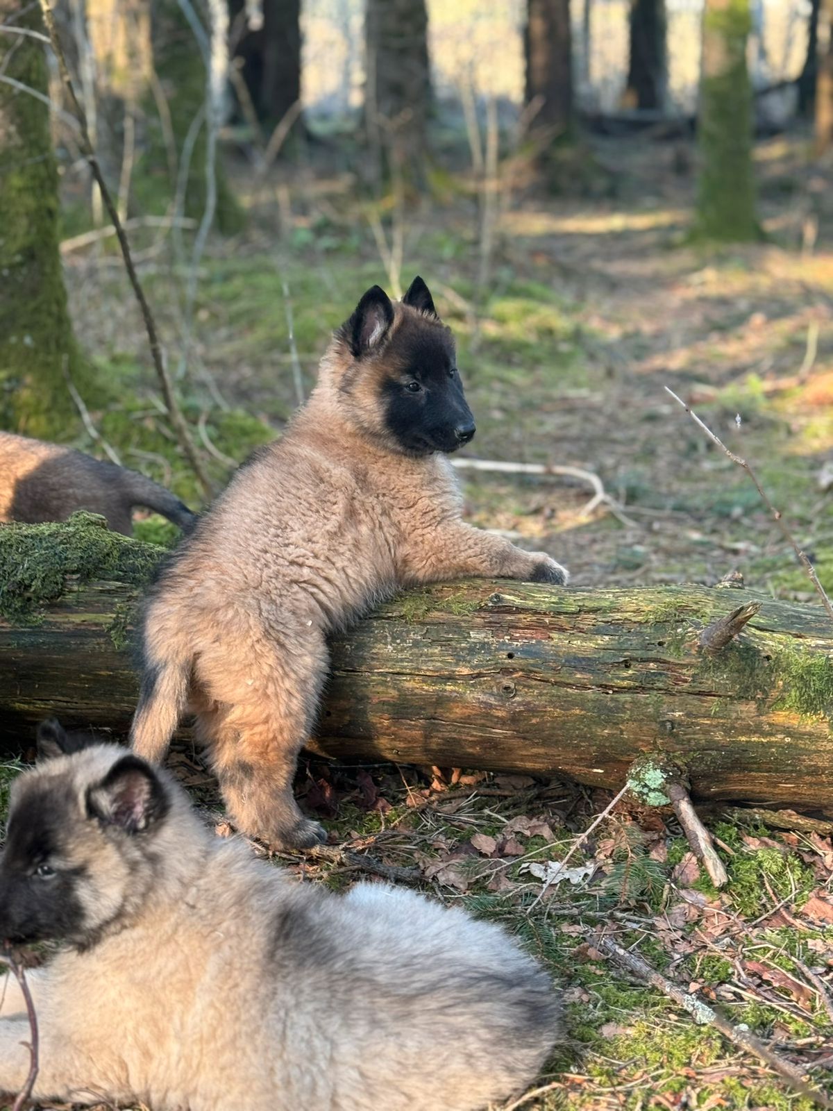 Belgisk fårehund, tervueren