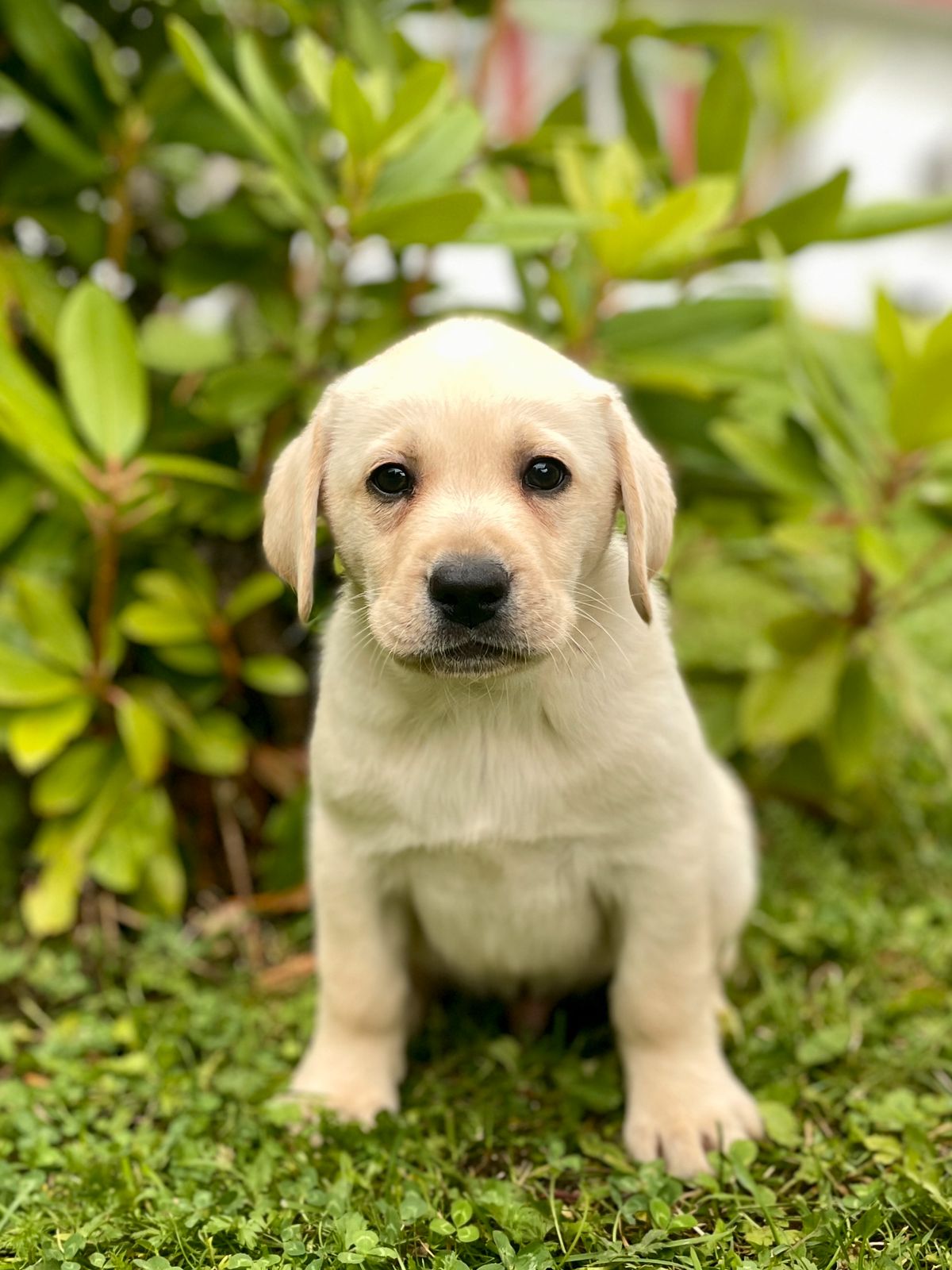 Labrador retriever