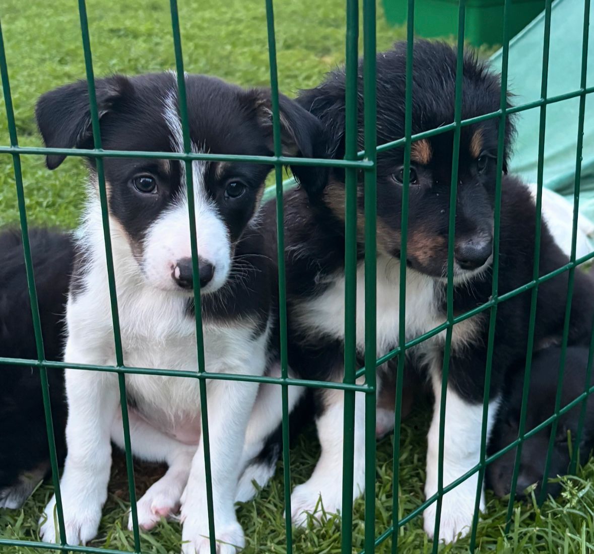 Border collie