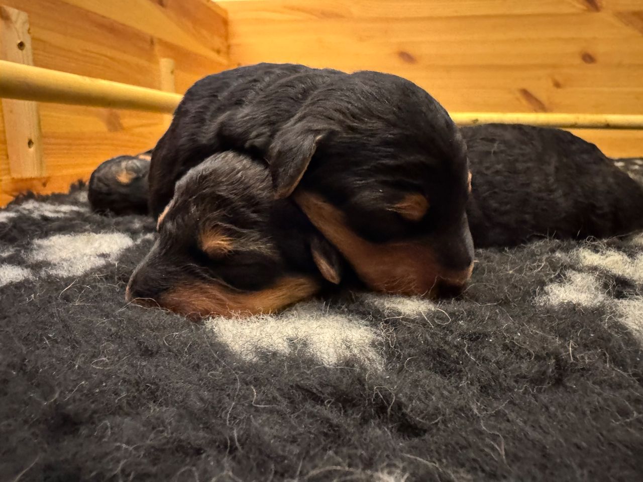 Airedale terrier