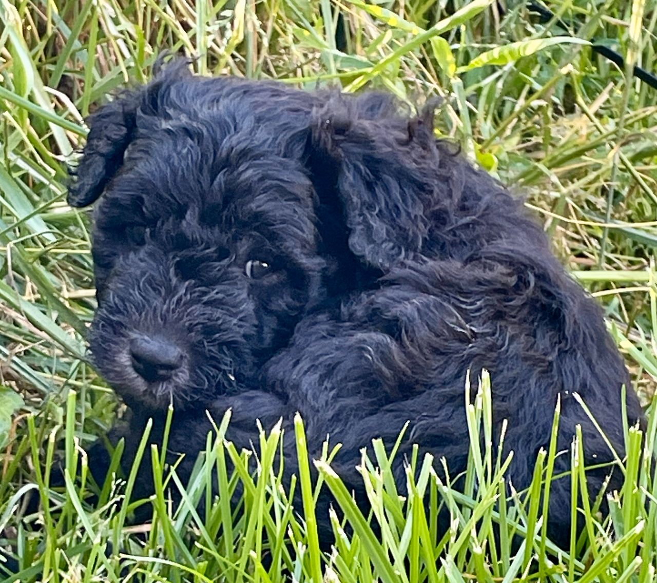 Pumi