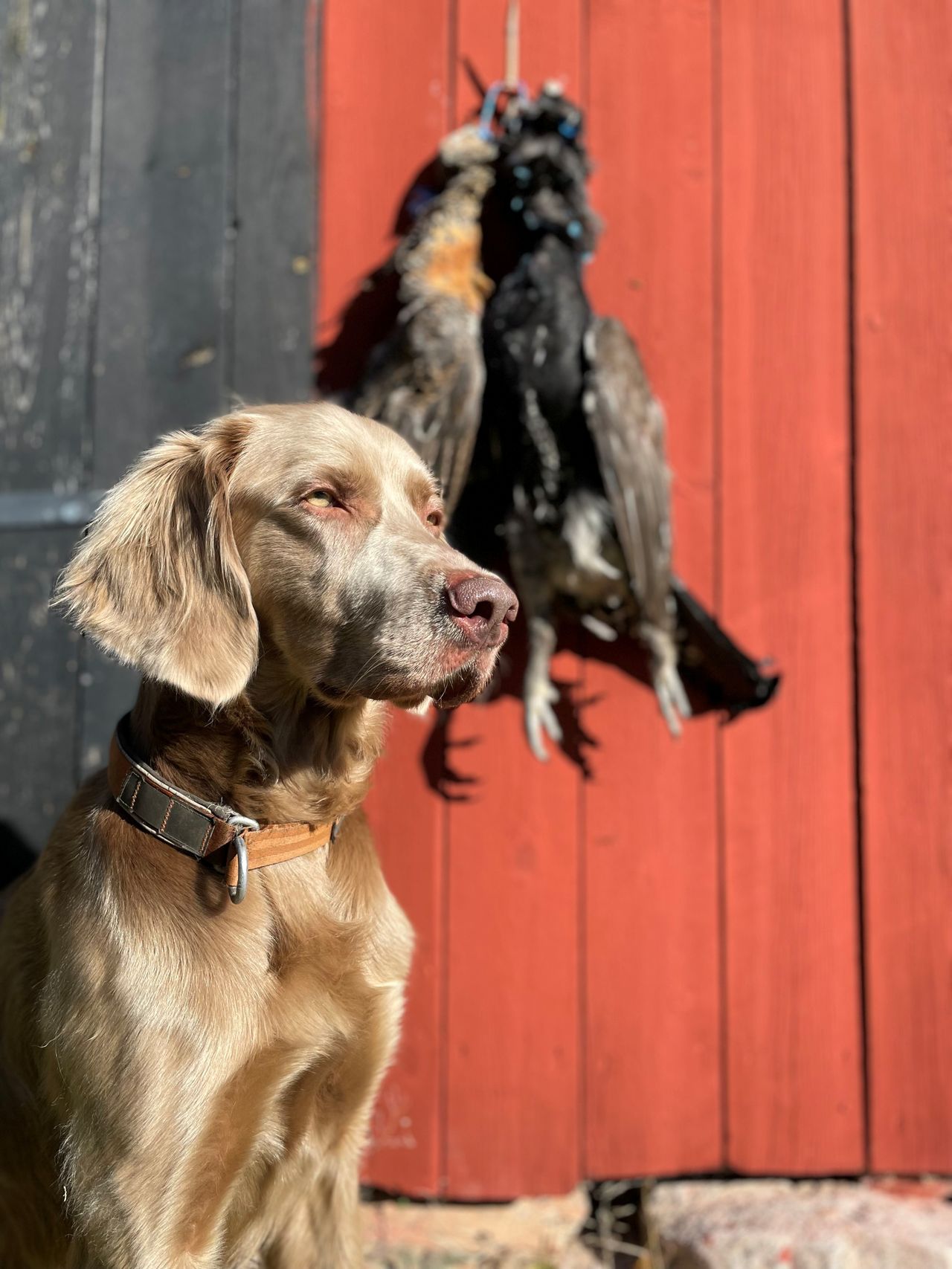 Weimaraner langhåret