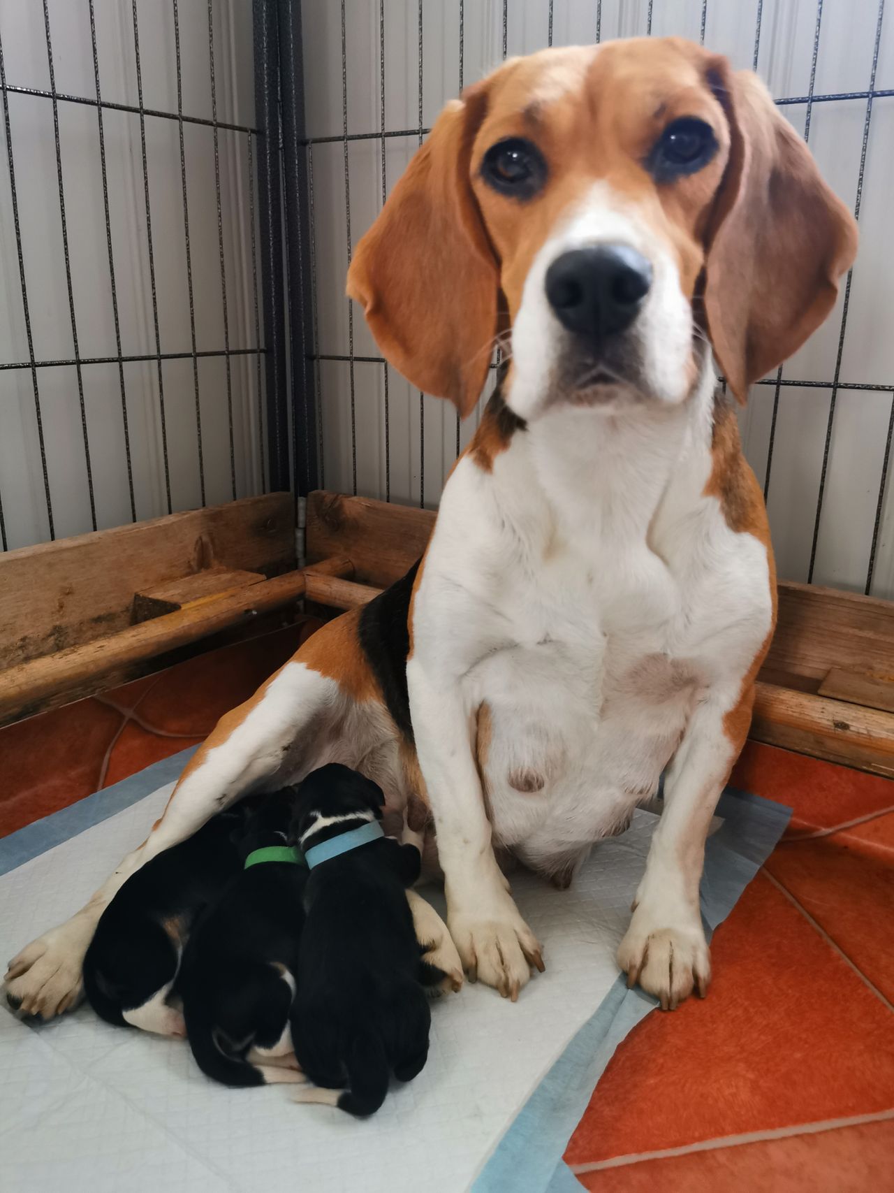 Beagle
