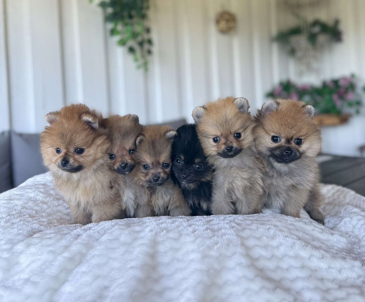 Pomeranian