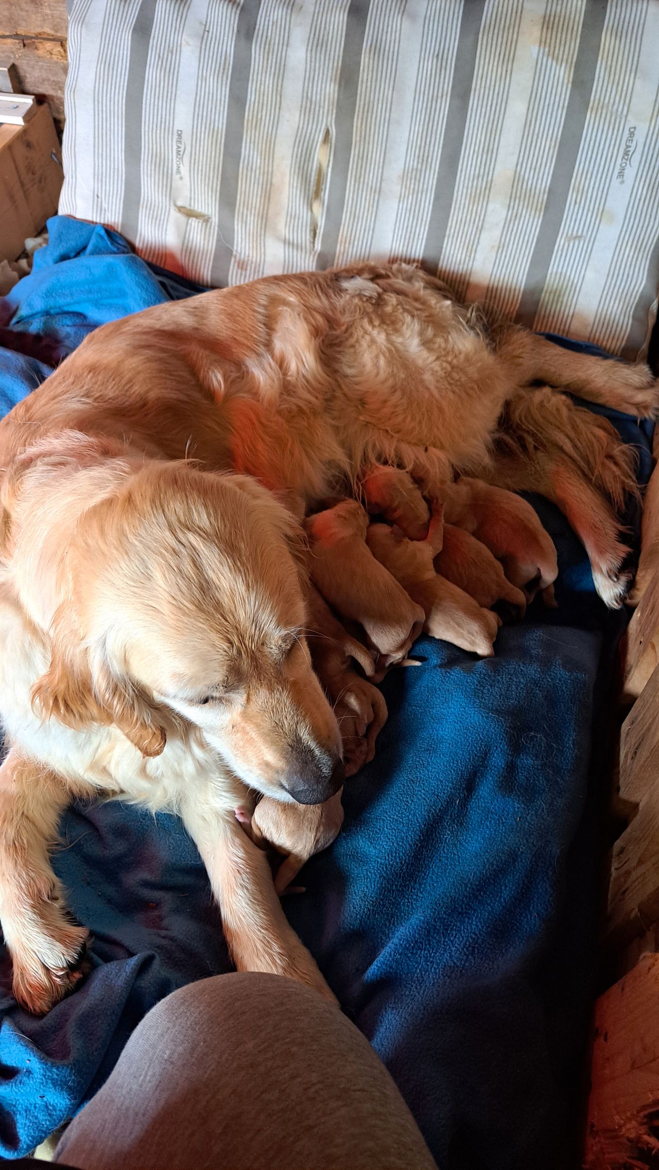 Golden retriever