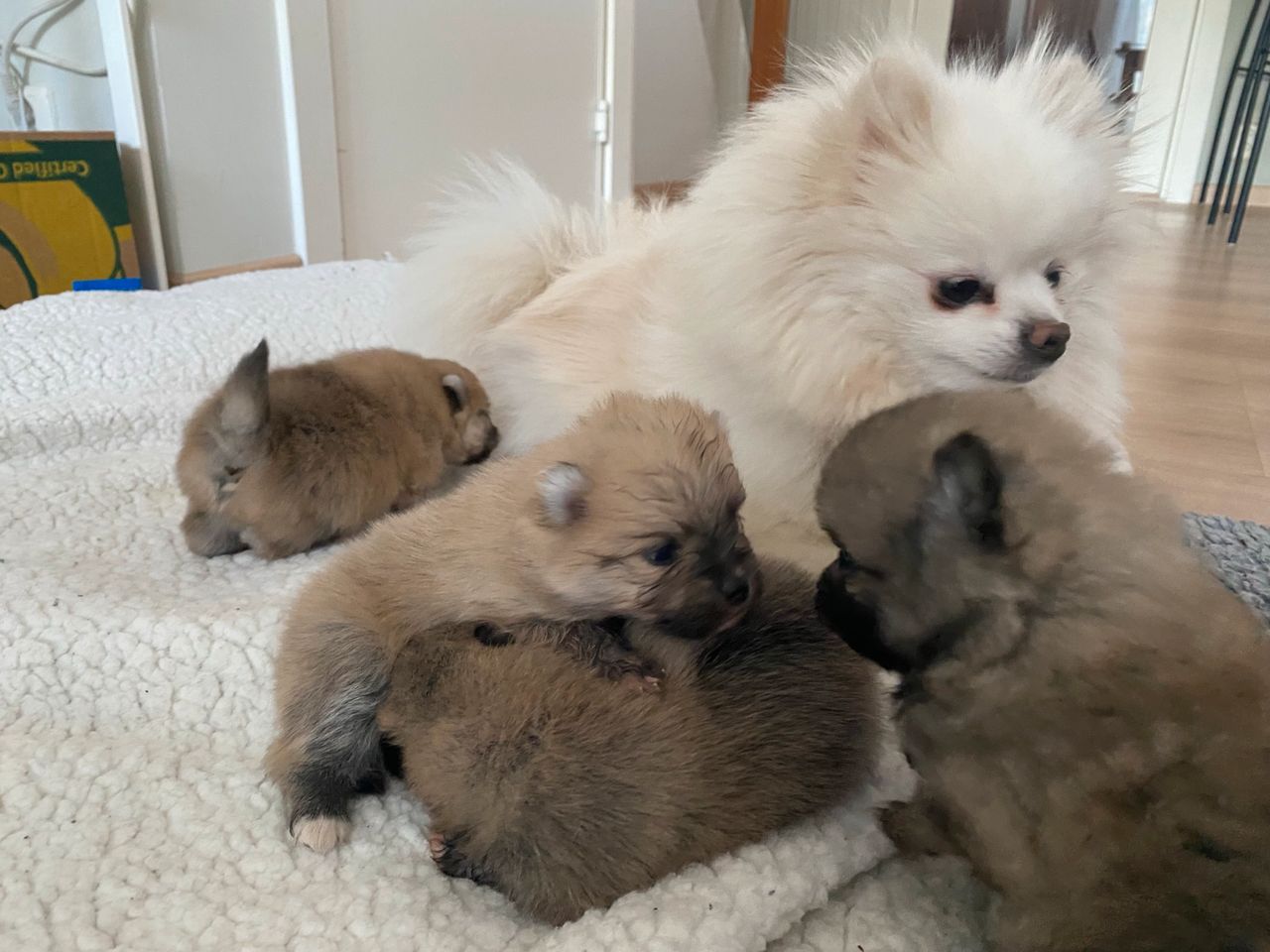 Pomeranian