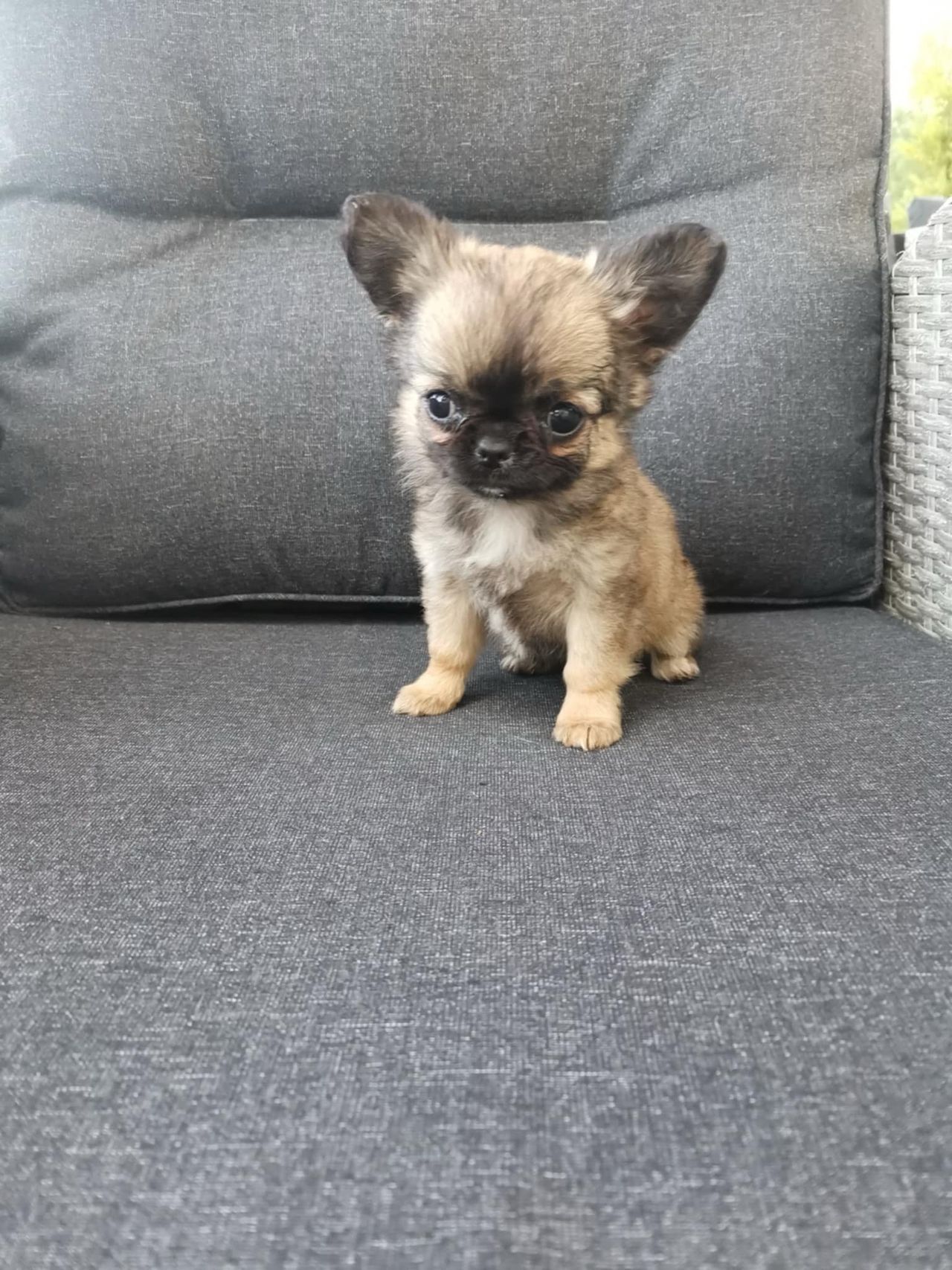 Chihuahua langhåret