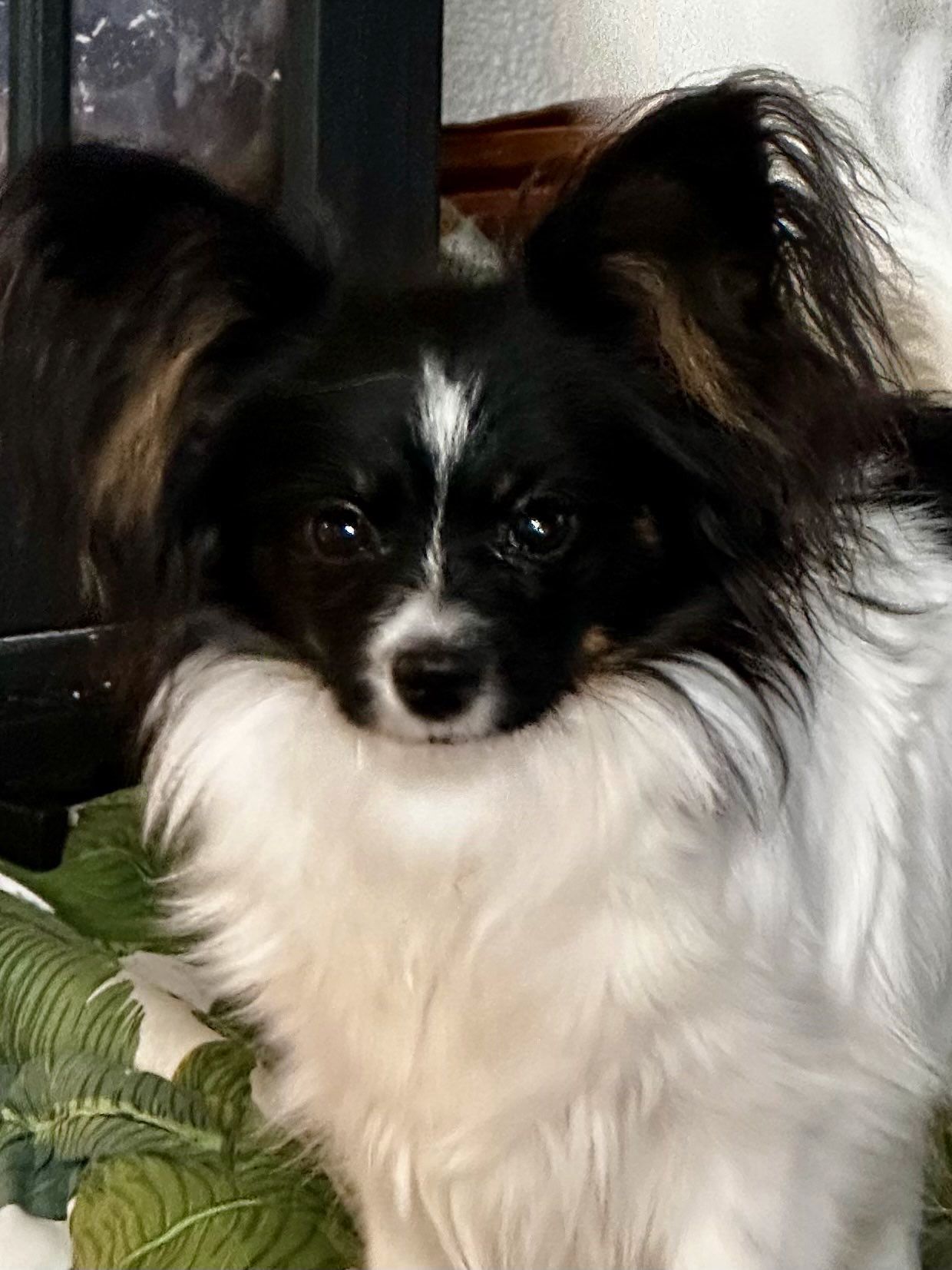 Papillon