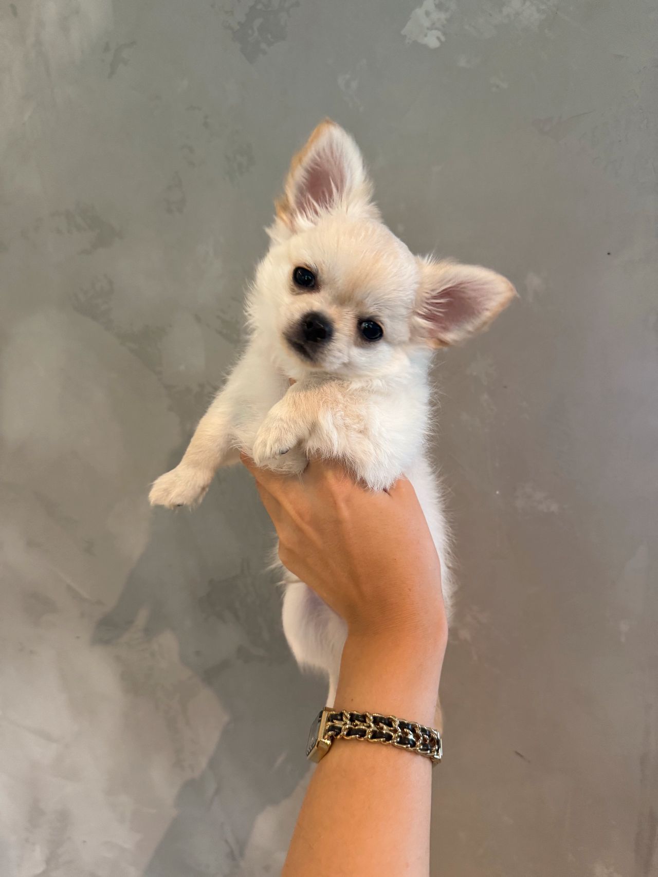Chihuahua langhåret