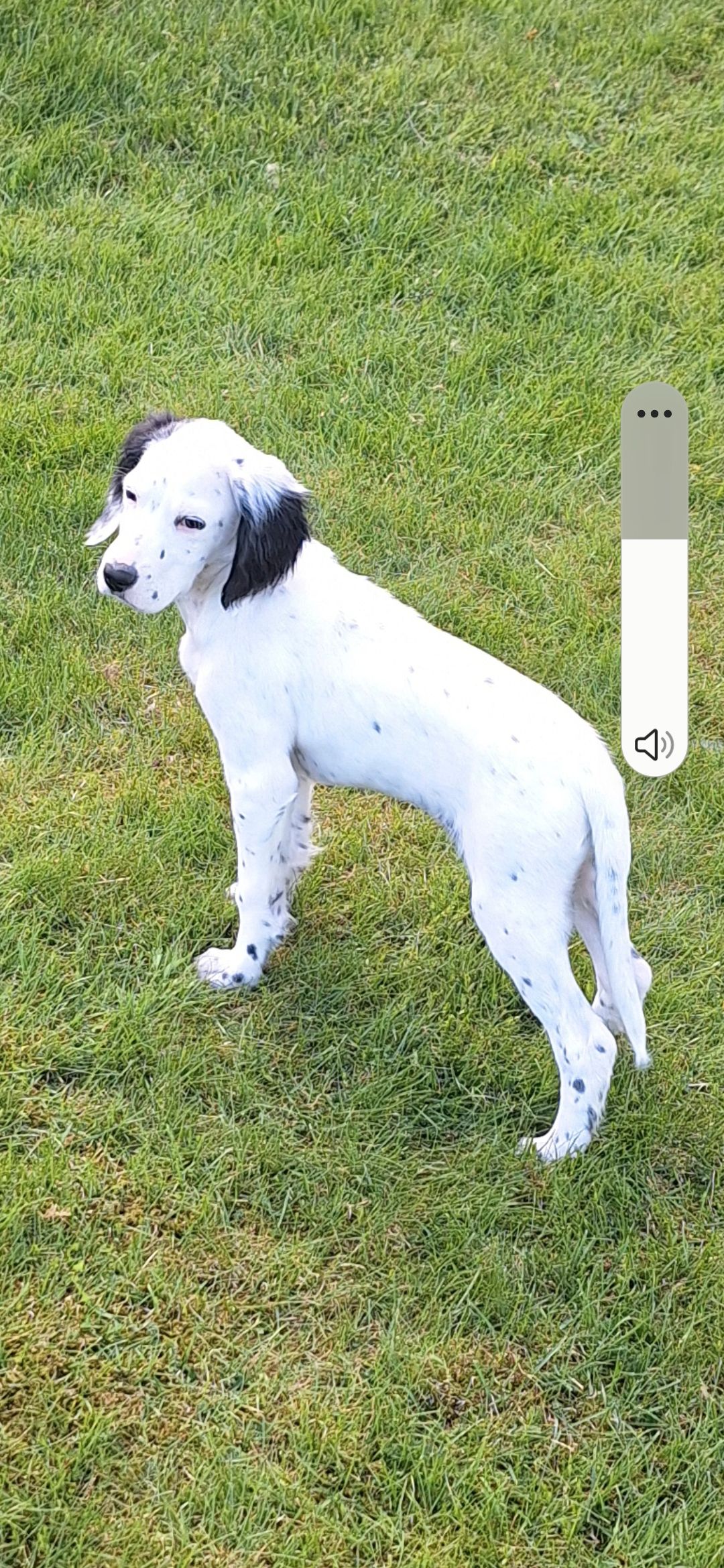 Engelsk setter