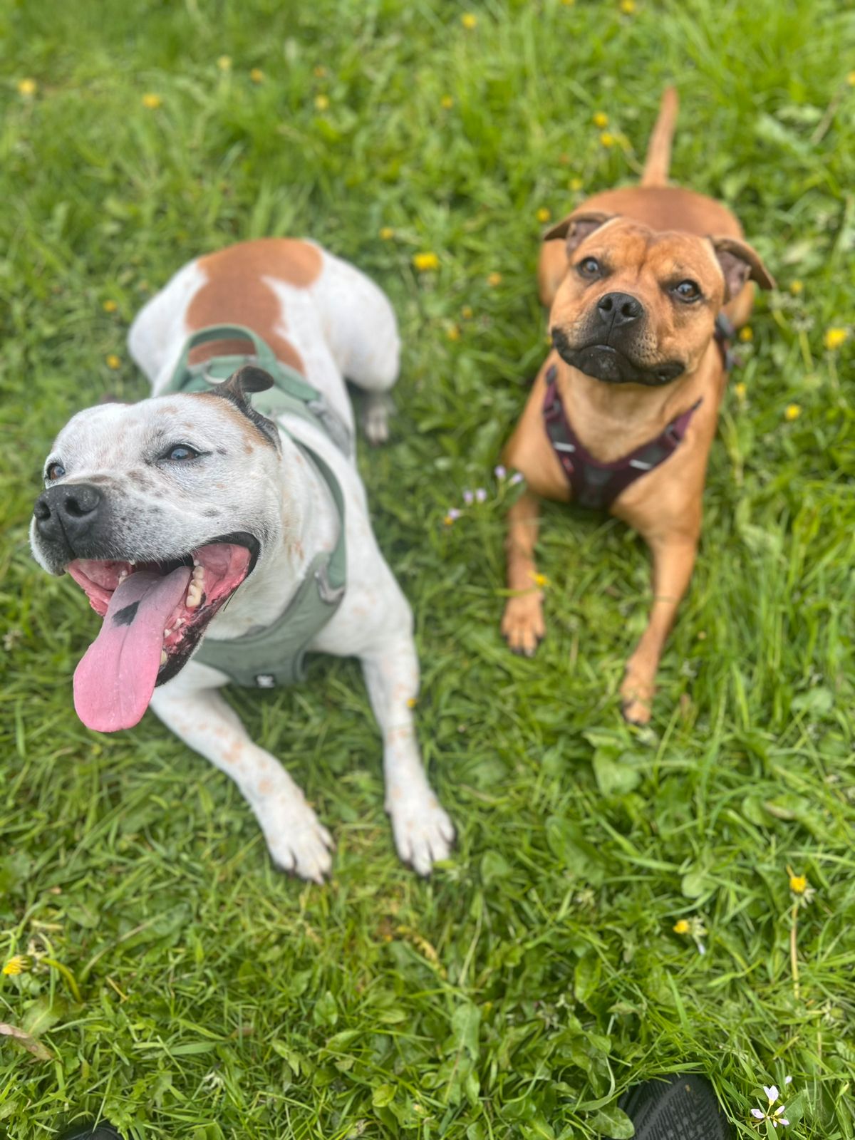 Staffordshire bull terrier