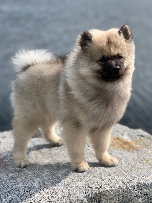 Keeshond