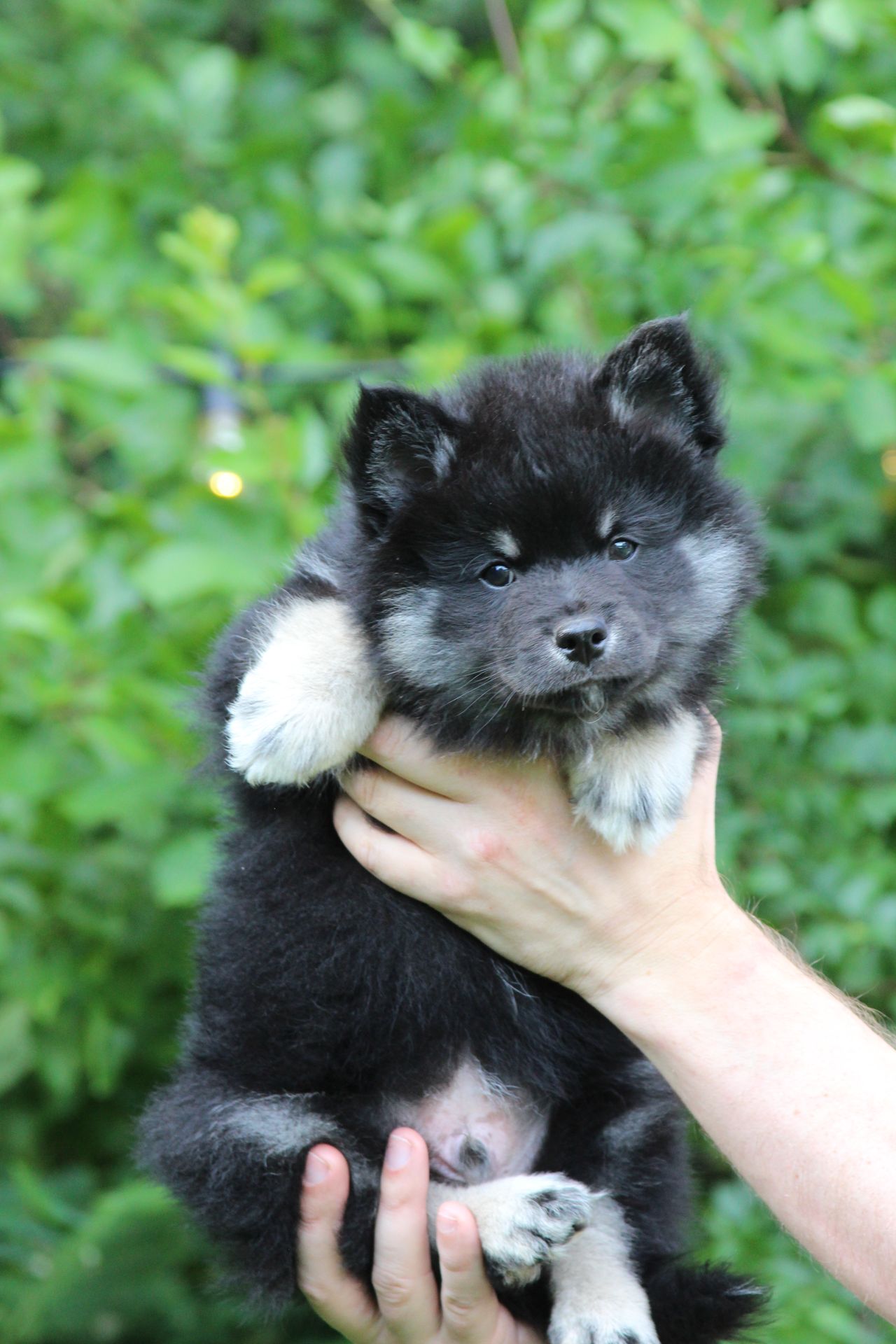 Finsk lapphund