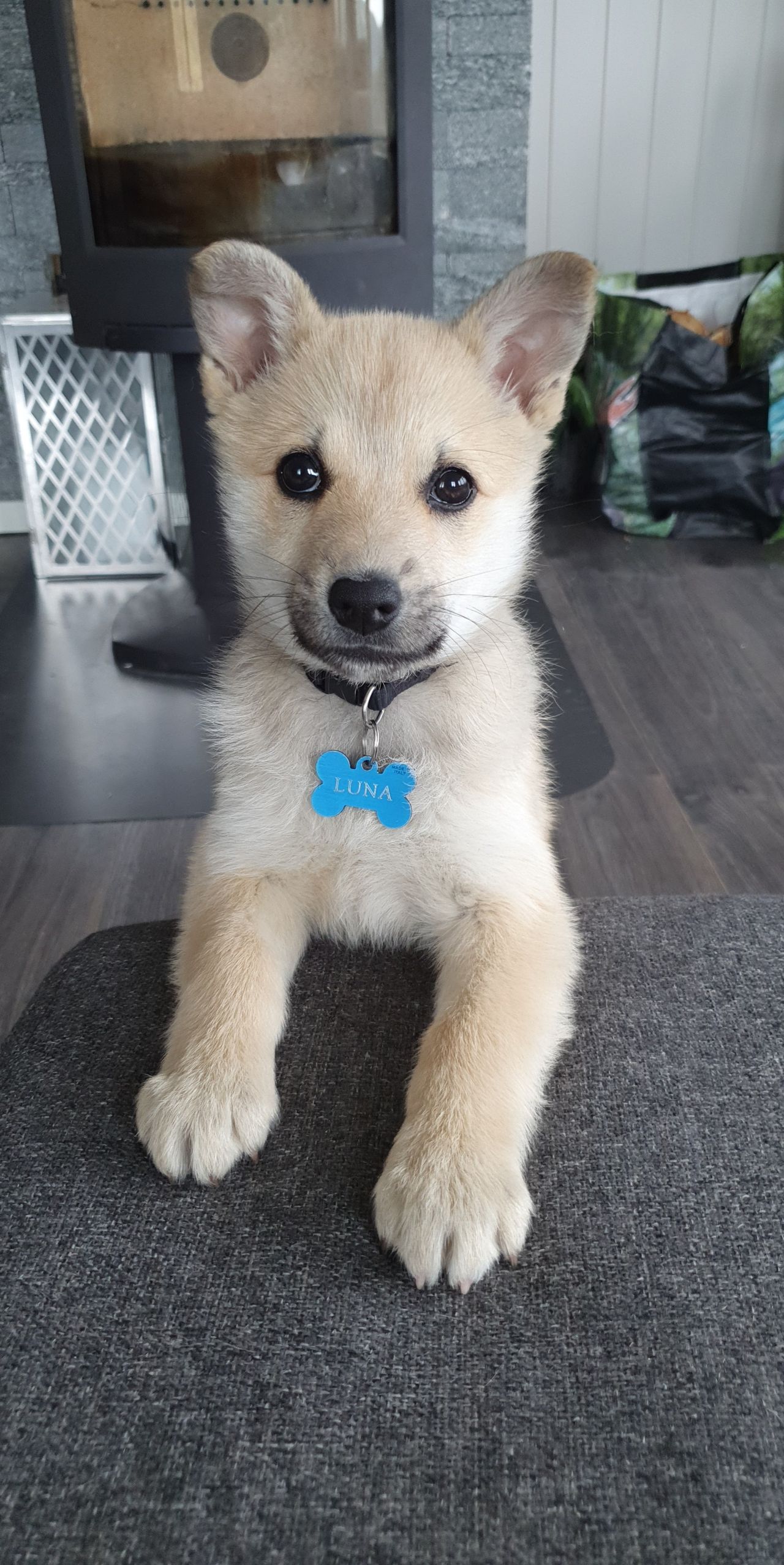 Norsk buhund