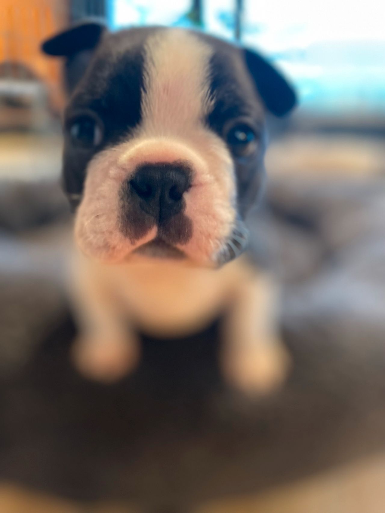 Boston terrier