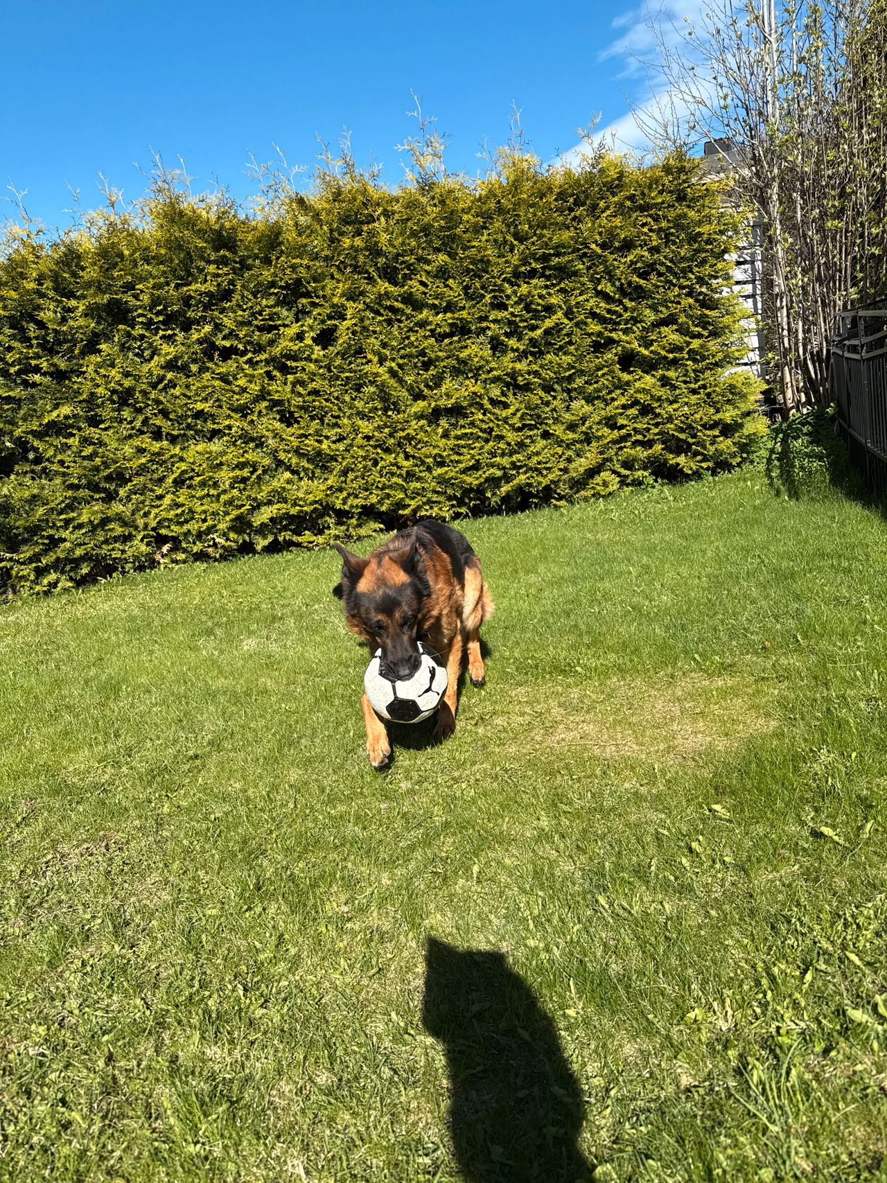 Schäferhund normalhår